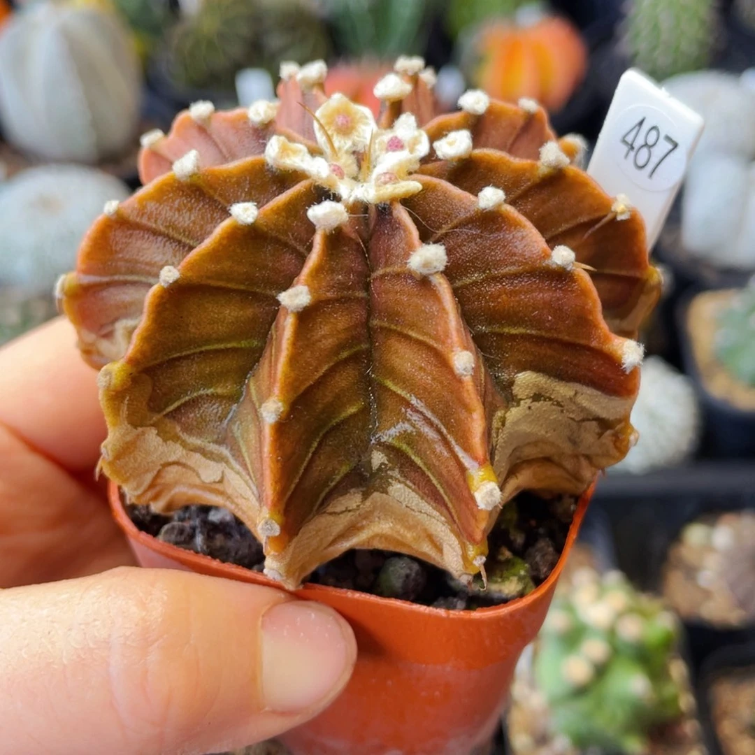 木质化非偏远地区满25包邮裸根发货