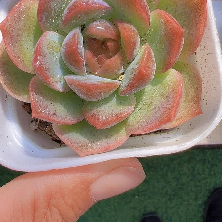 梦幻泡影单头19包邮