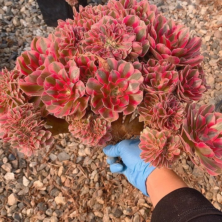 女郎朵朵脱土发户啦