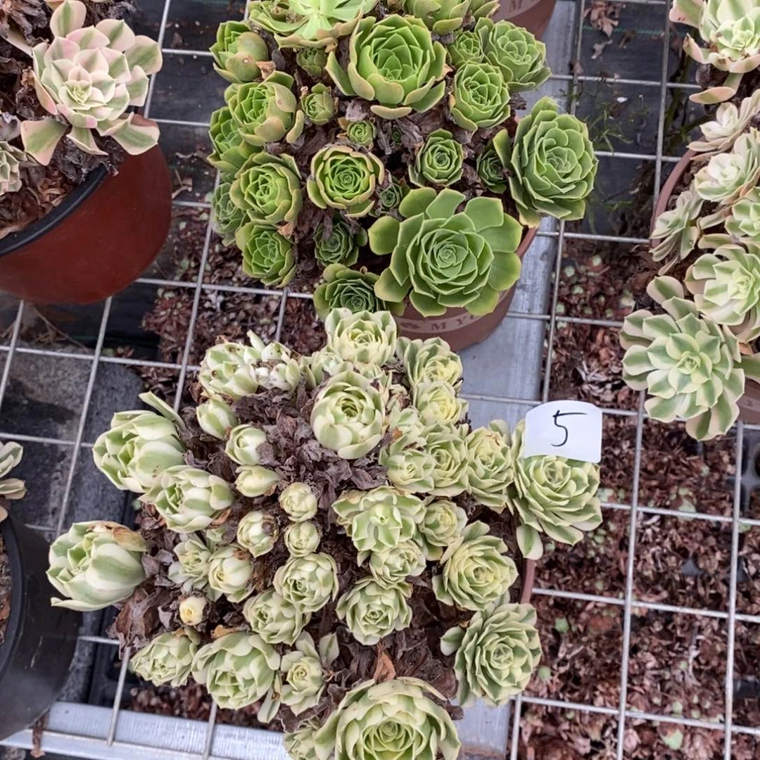 多肉植物组合拼盘5