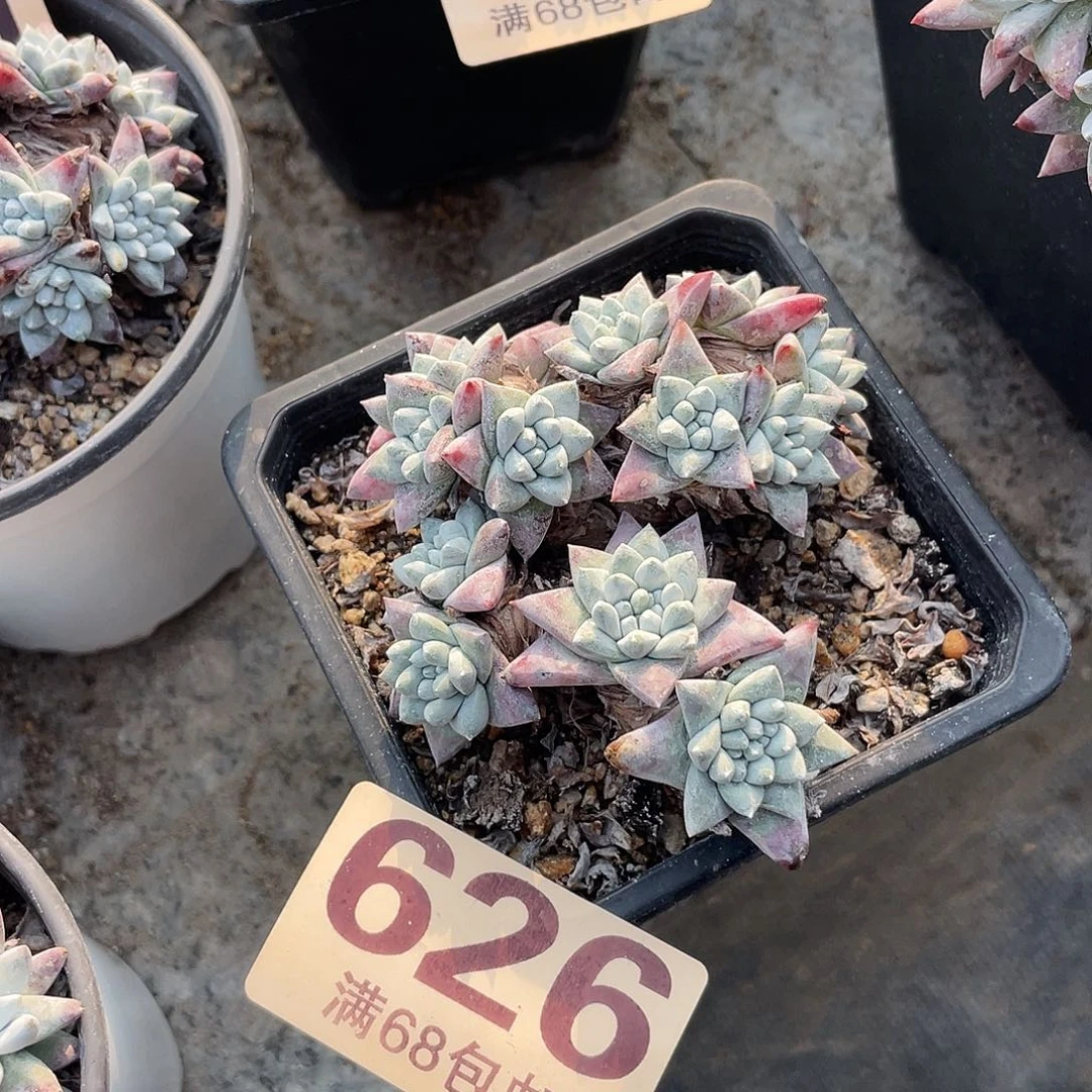 格诺玛白菊仙女杯