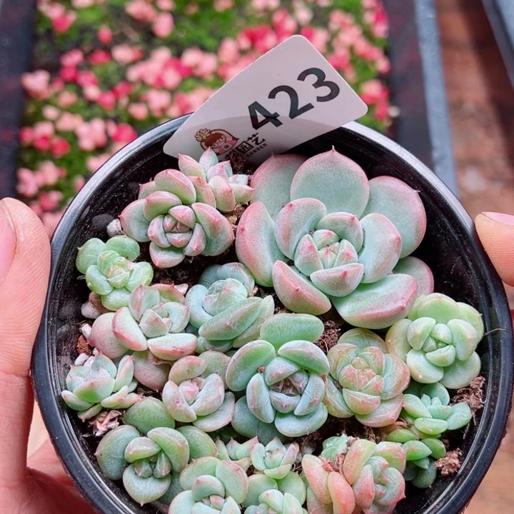 多肉植物多肉植物