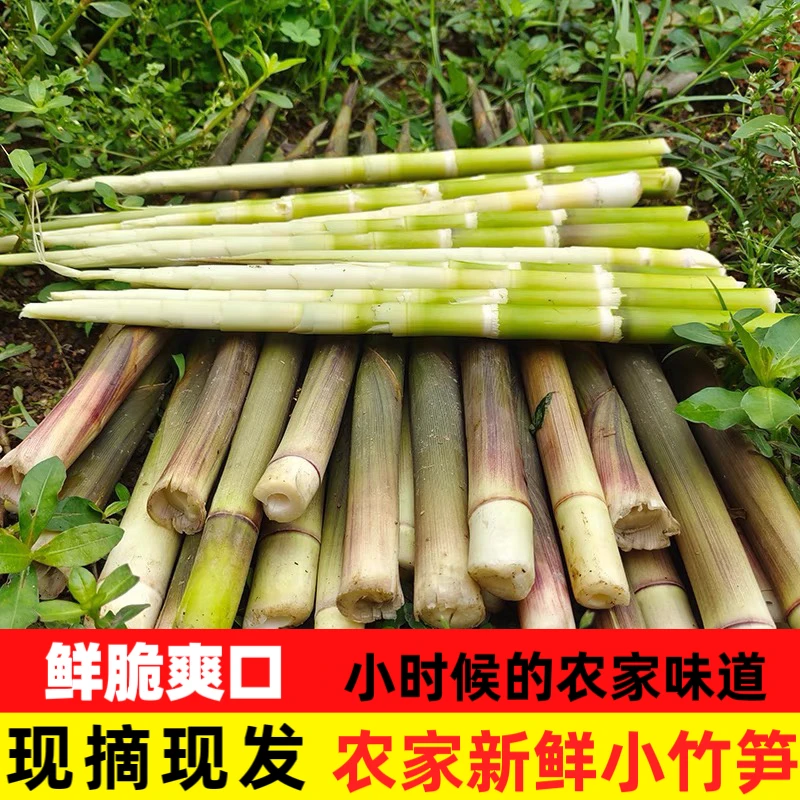 江西新鲜小竹笋春笋带壳现挖嫩笋天然笋江西农家新鲜当季现摘