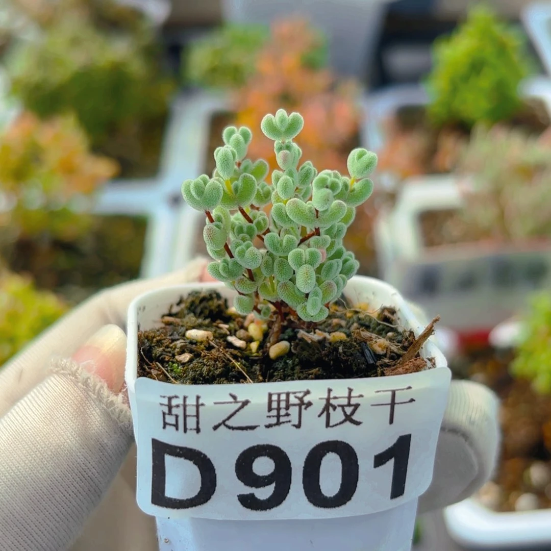 实生莱斯901。