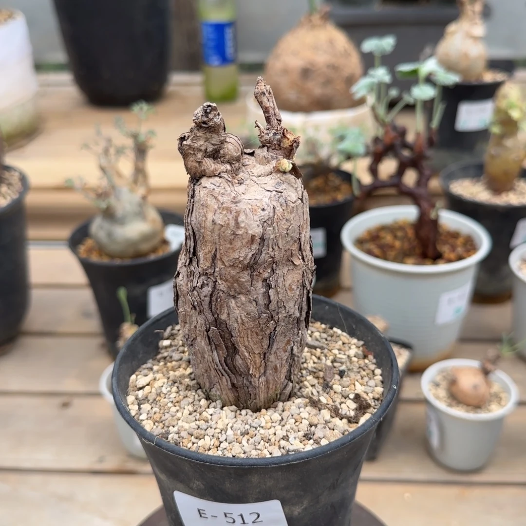 512枯木洋葵块根植物