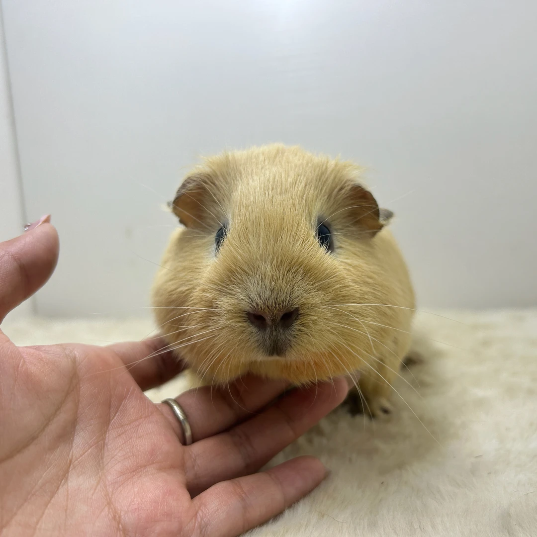 宠物豚鼠奶黄英短妹妹，发顺丰快递包邮包活