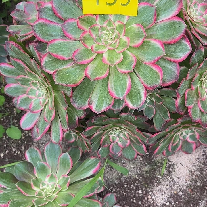 平****多肉植物水晶莲花白159个