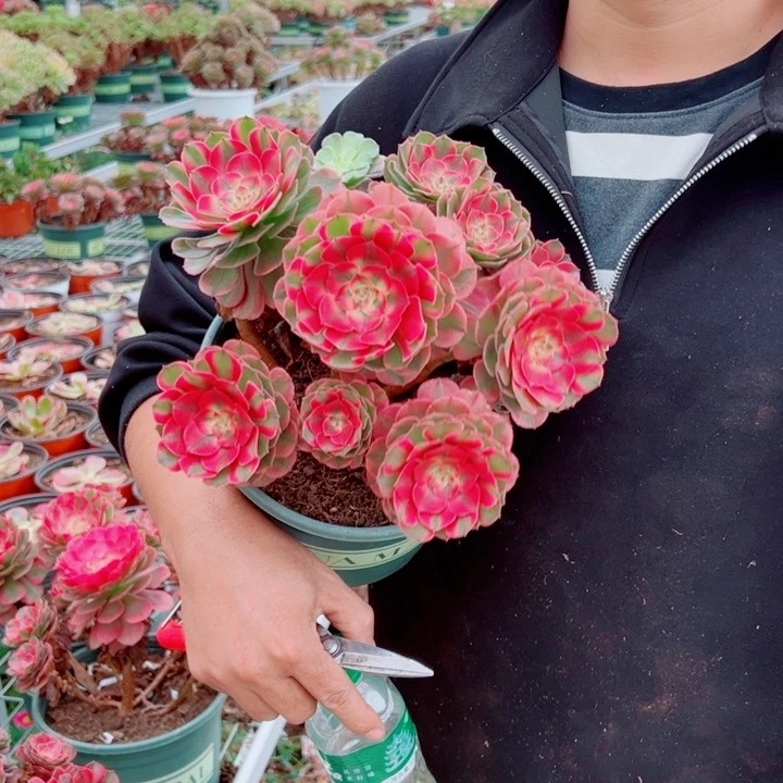 荔枝二加伦多肉法师