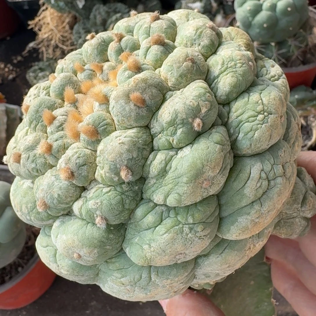 【闪购商品】黑肌大尤皱尤鲜11公分955