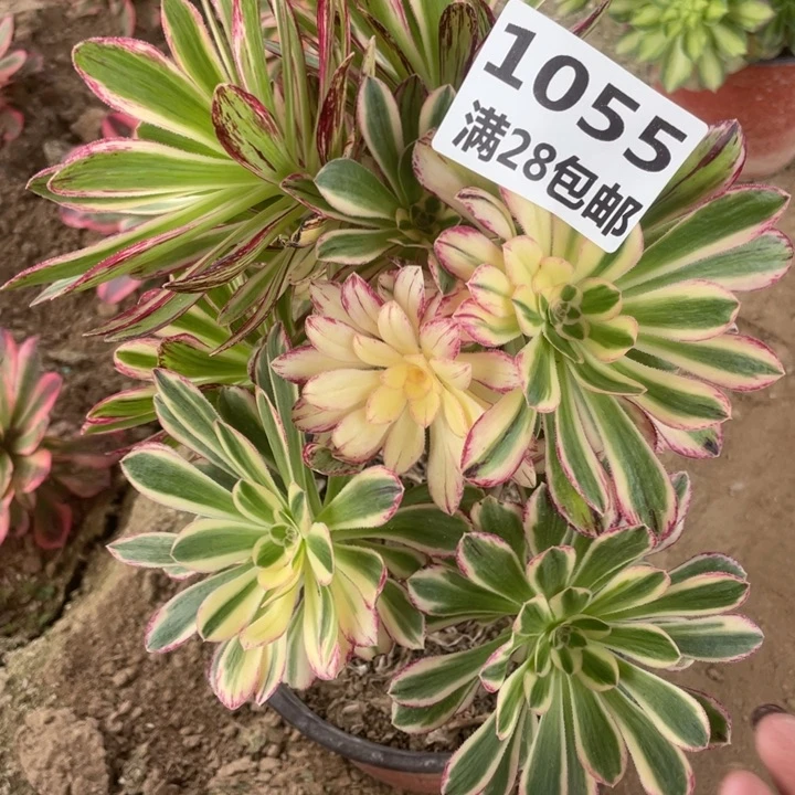 1055一号棚V仅仅B