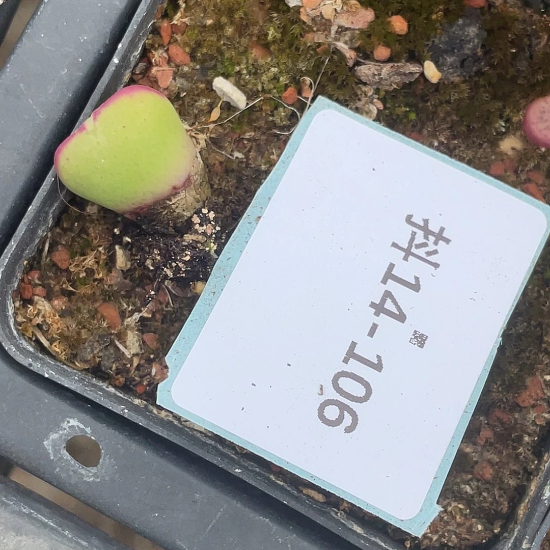 用****714-106将多肉植物肉锥