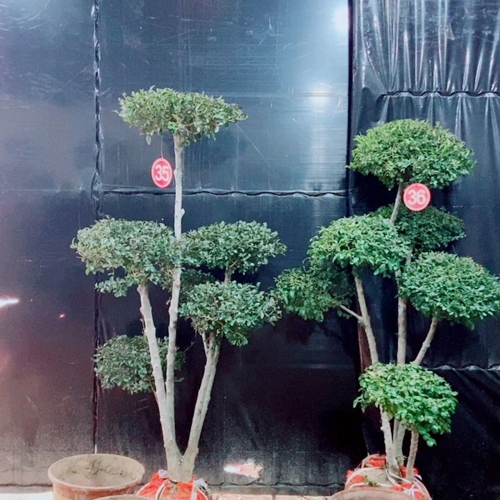 一物一图一物一拍