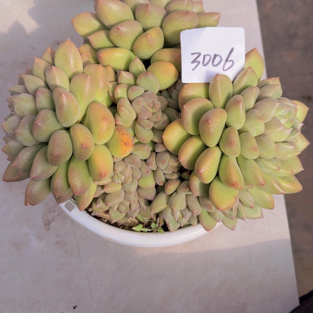 3006象牙多肉植物