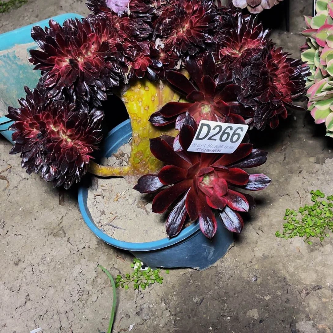 法师法师15-40瑕疵包邮