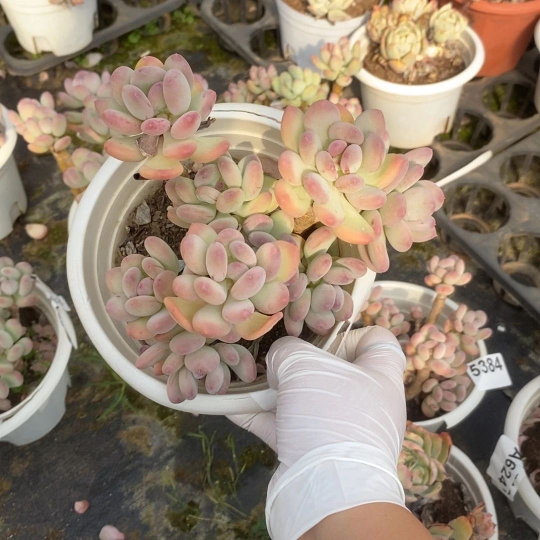 5385三日月美人一物一拍