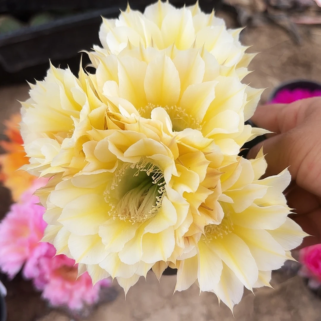 黄白002四公分左右11