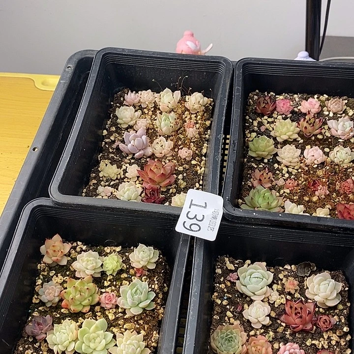 139 多肉植物盆栽花卉