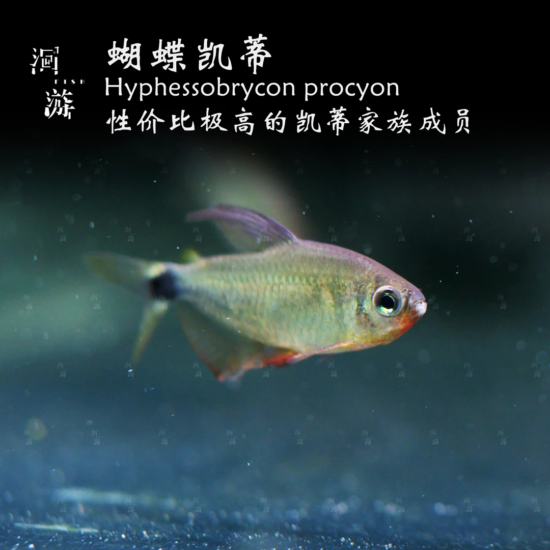 【洄游】蝴蝶凯蒂 灯鱼南美热带观赏鱼小鱼混养/定水检疫/满100包邮
