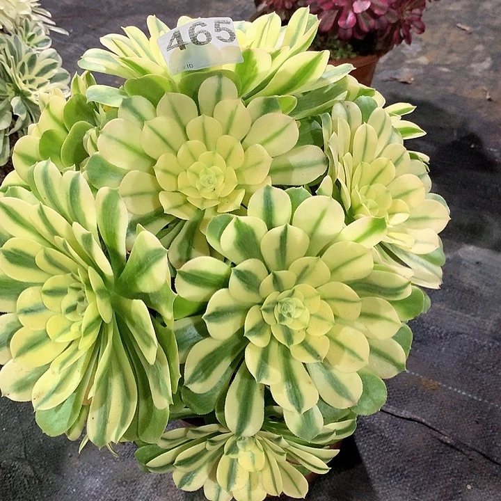 优*罗多肉法师多肉法师465