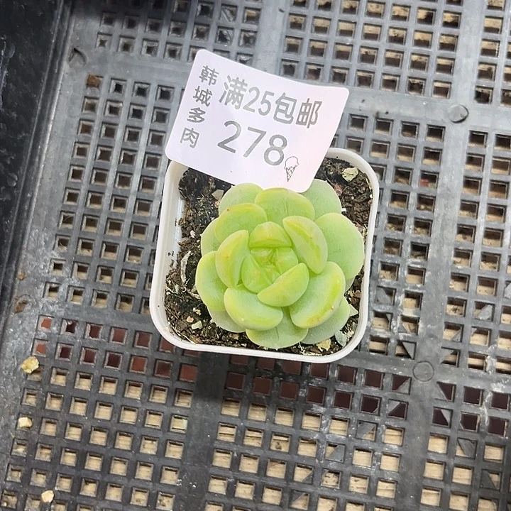 278  一物一拍  满20包邮