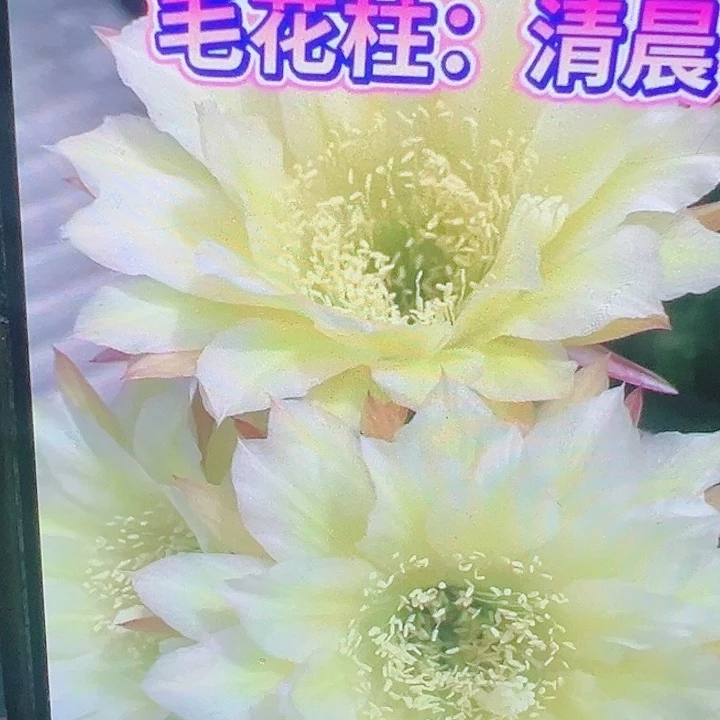 毛花柱 清晨 侧芽 厘米 满20包邮