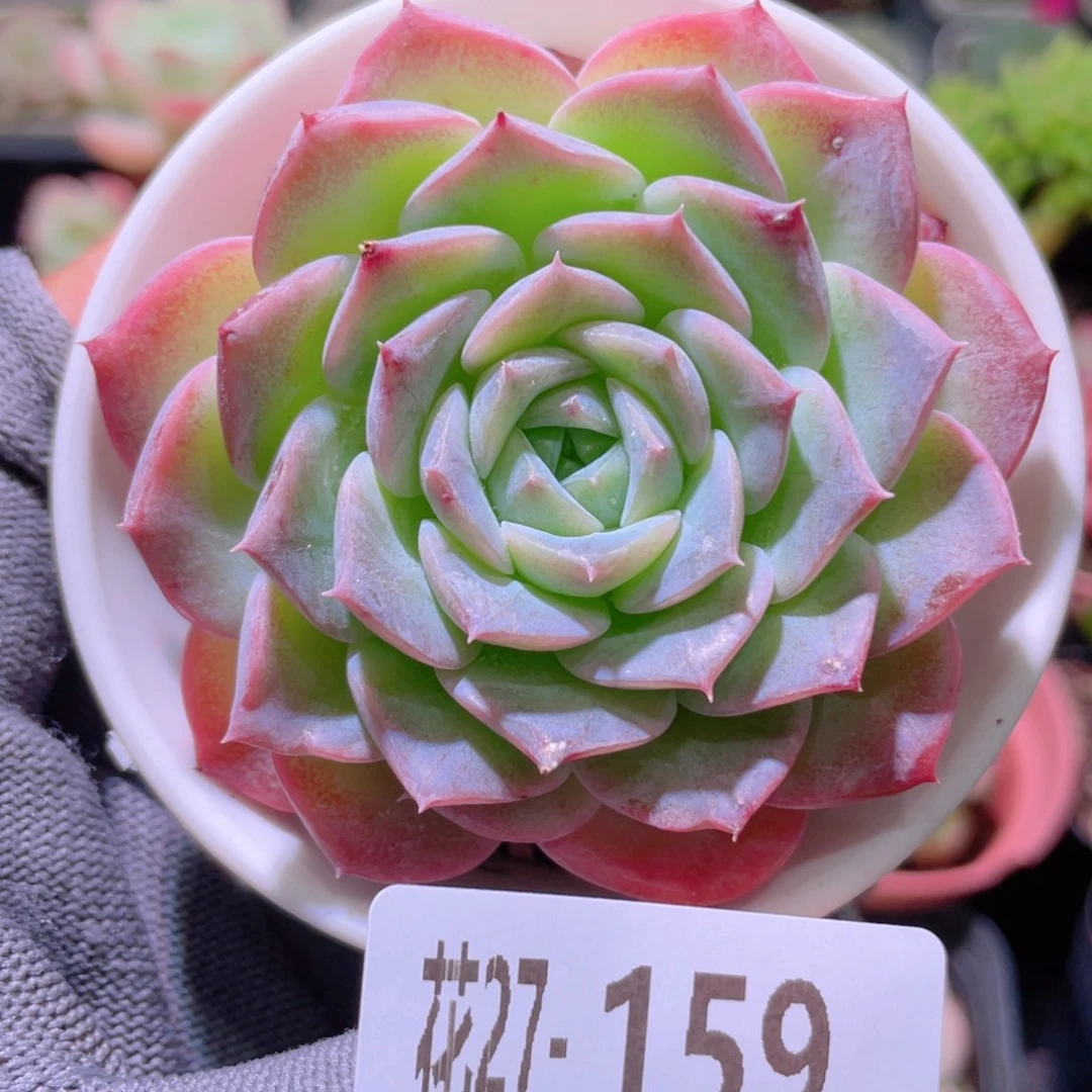 花利美27-159纯爱