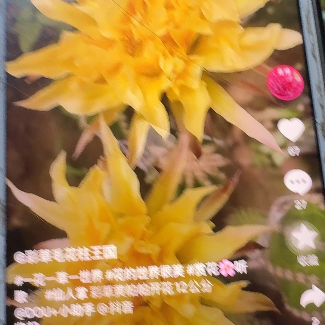 黄帕帕侧芽5公分毛花柱