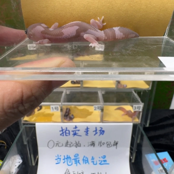 肥尾守宫雪花祖鲁！搞起来！
