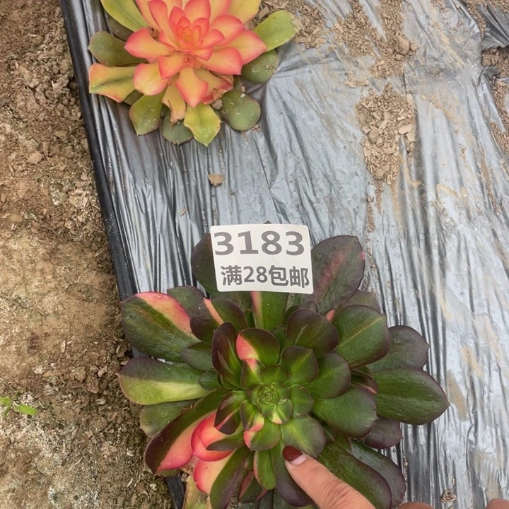 3183/3184二号棚两个多肉M