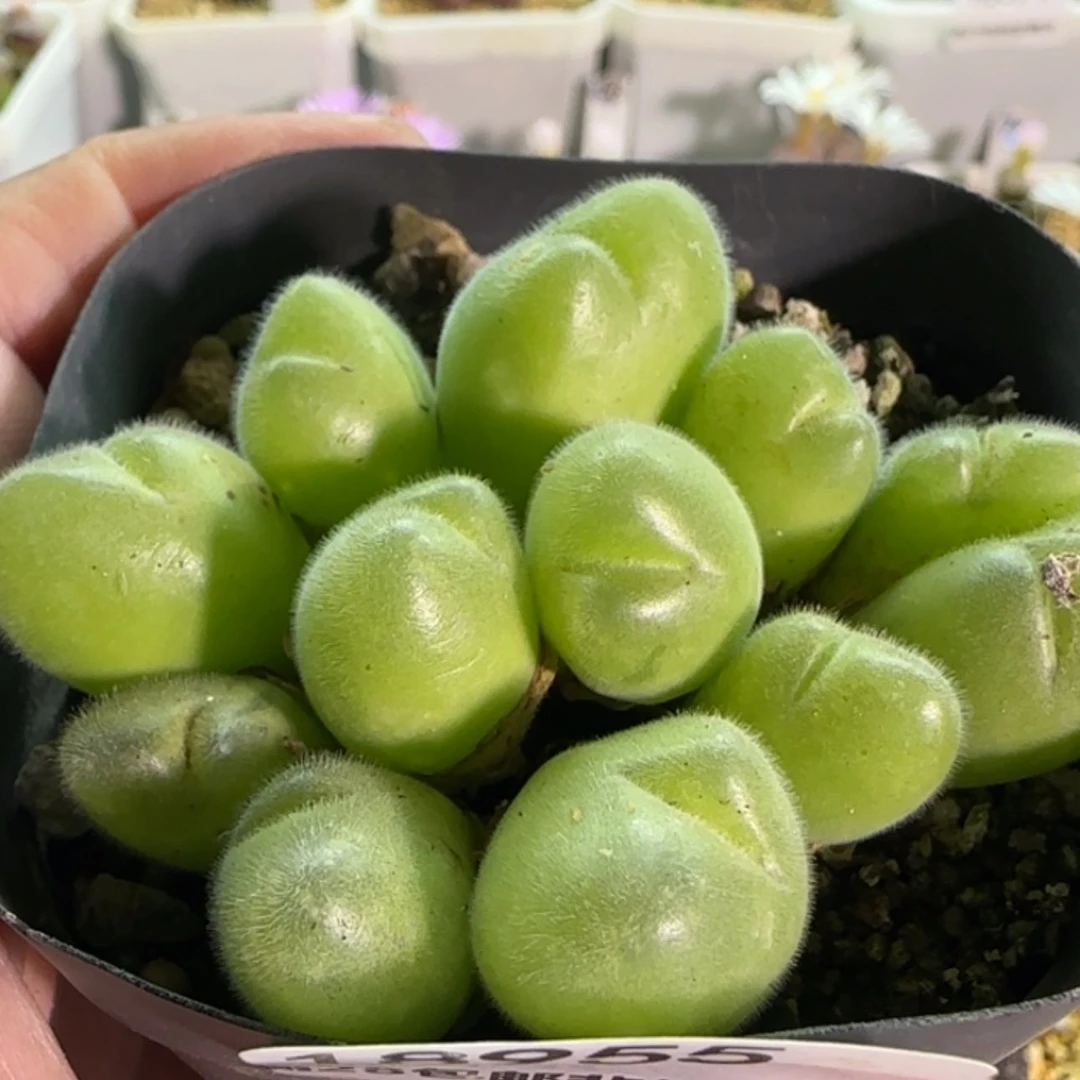 【闪购商品】18955长毛翠滴