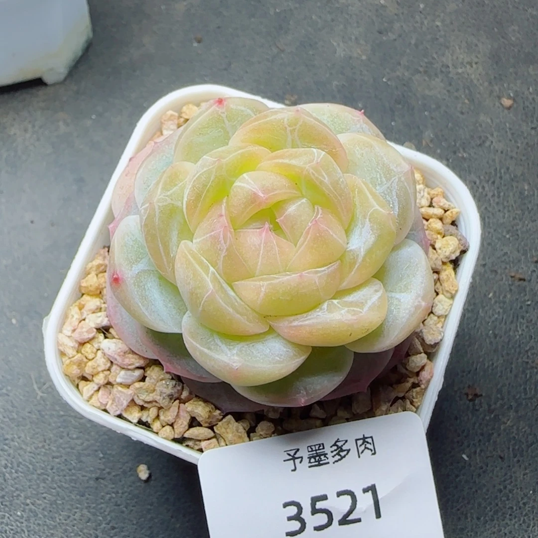 30系列，3521多肉植物