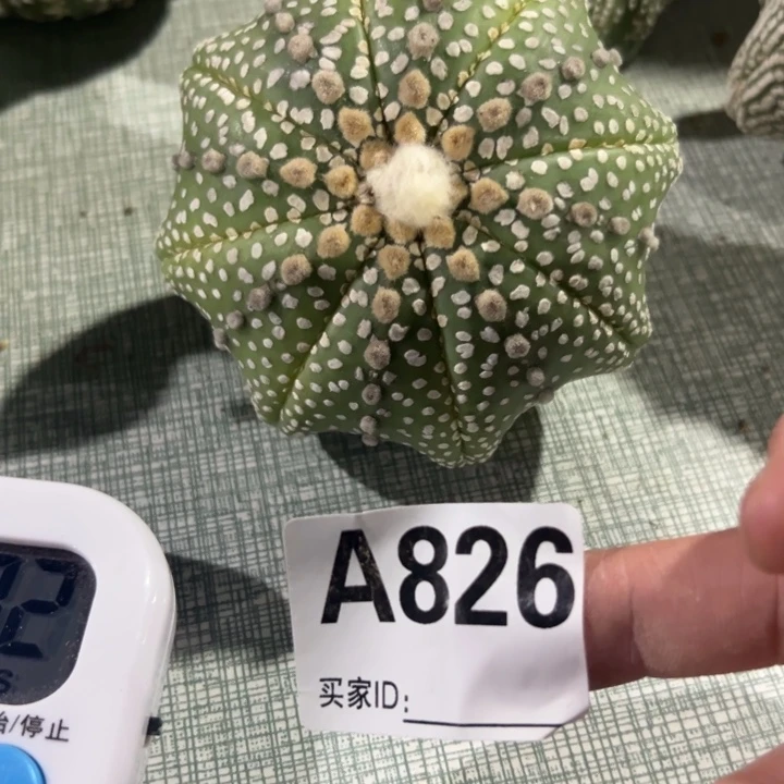 豌***豆兜星球仙人球826号球