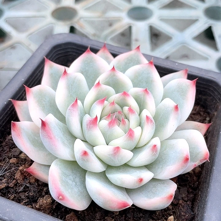 吉娃娃锦一物一拍