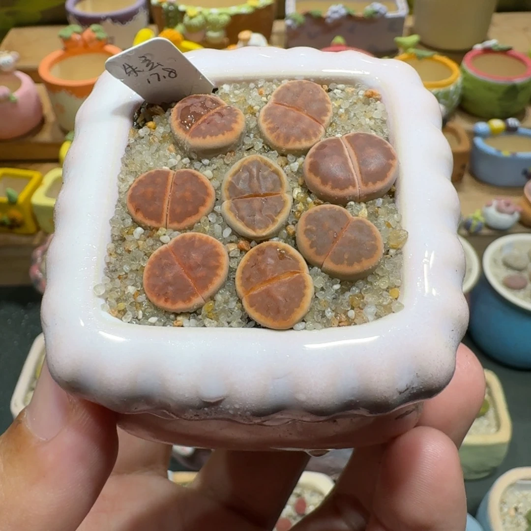 蘑菇1014朱玄彩拼多肉植物