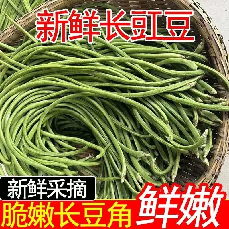 山东特产长豆角 新鲜豇豆 农家自种时令蔬菜 头茬豆角现摘现发