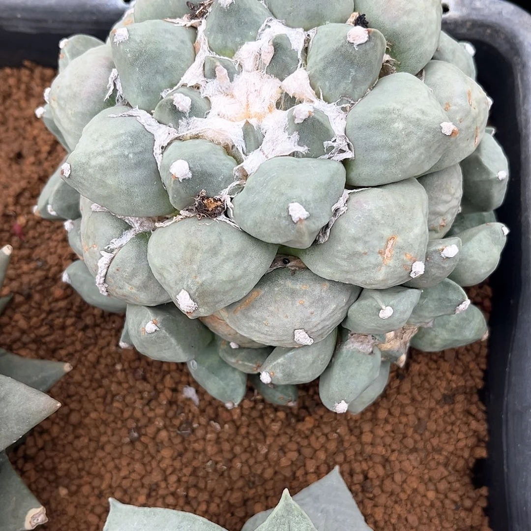 G***W一个花花群大大大大