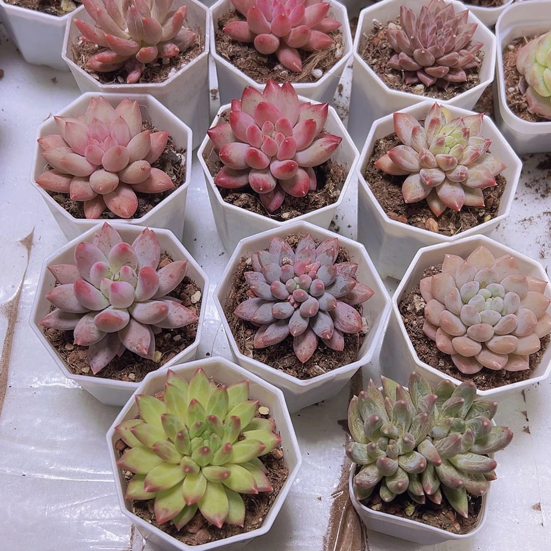 美人组合11了你八角盆发货