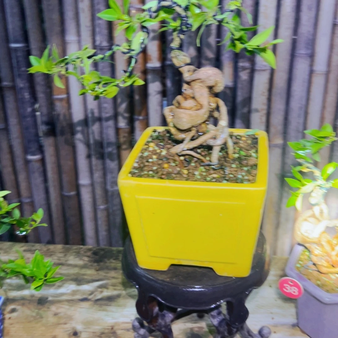 F***Y无花朵八房柑盆景老庄
