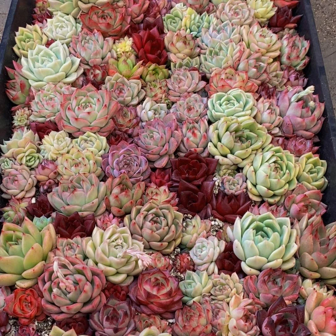 542多肉植物保护研究所所长