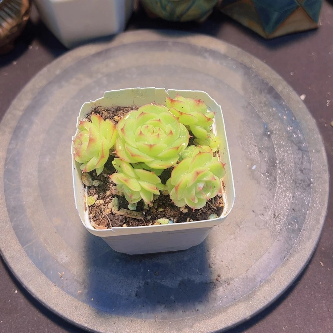蒙****郎女王珍妮，多肉植物，