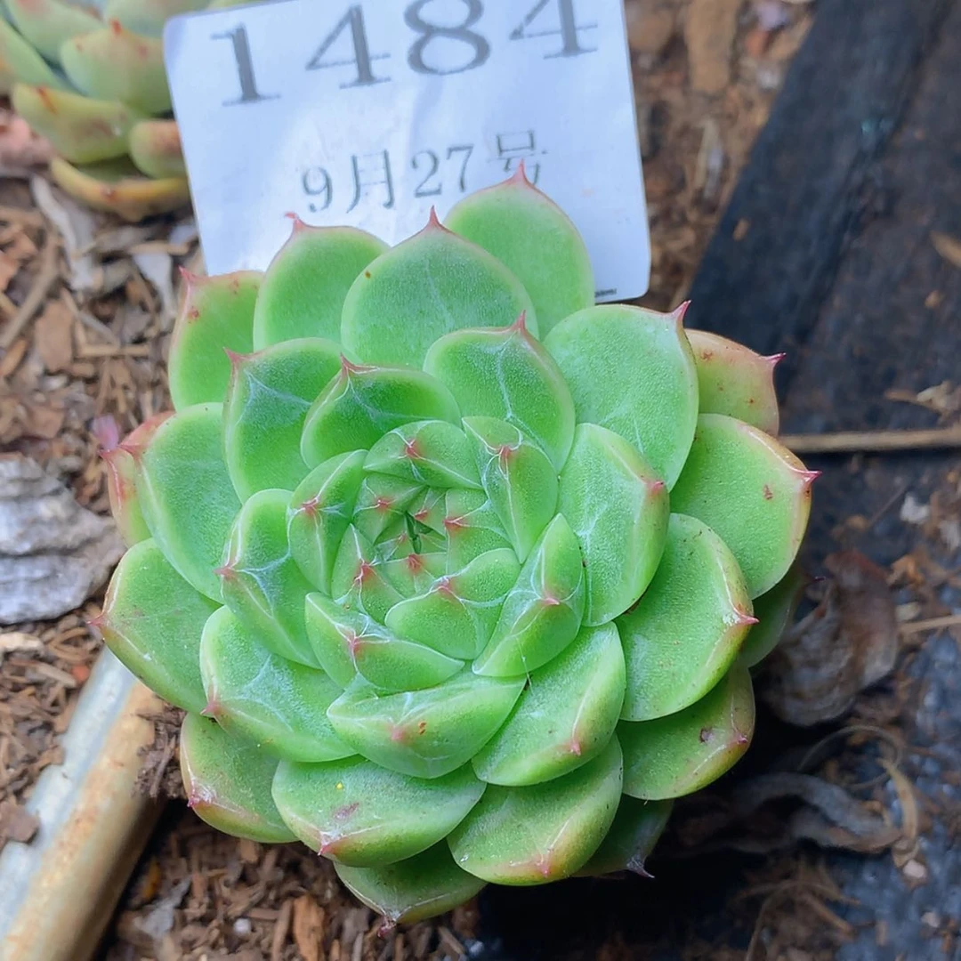 【闪购商品】云1484号