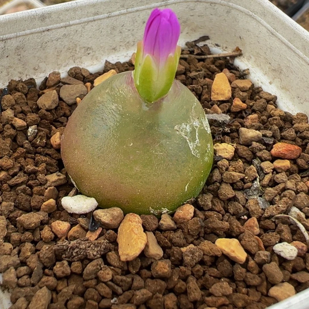 752多肉植物种类多样