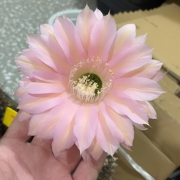73号老古董摘花脱土