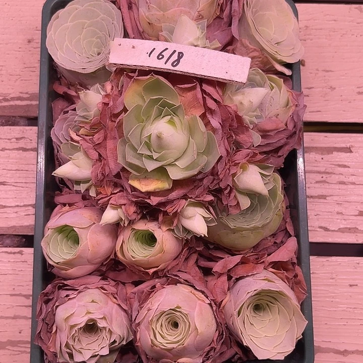 山地玫瑰1618号，一物一拍12颗