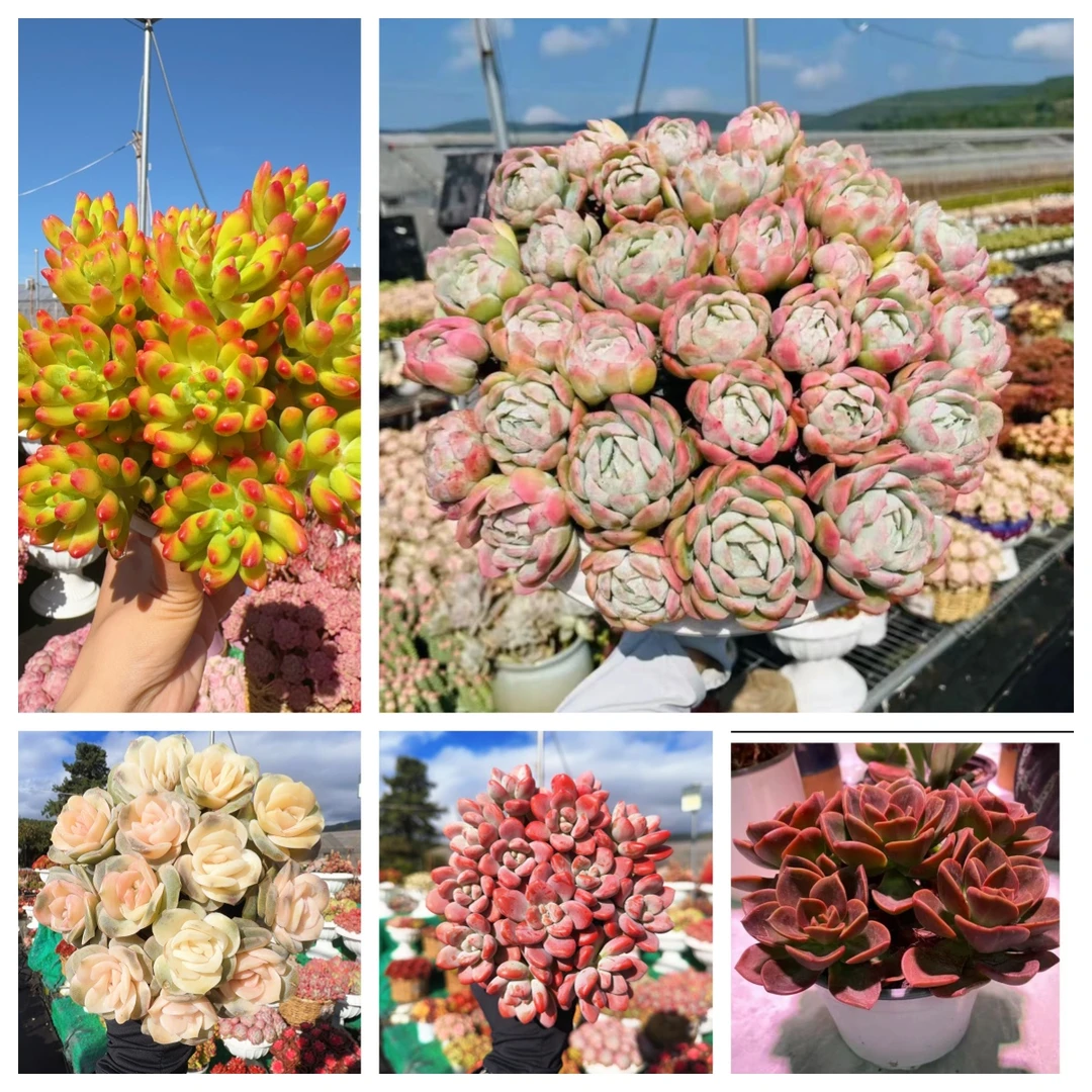 XS贝瑞+罗马盆组合 多肉植物 好养好活 帯盆土云南基地发货