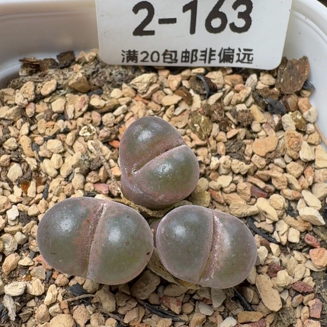 产地c10带盆土3头。