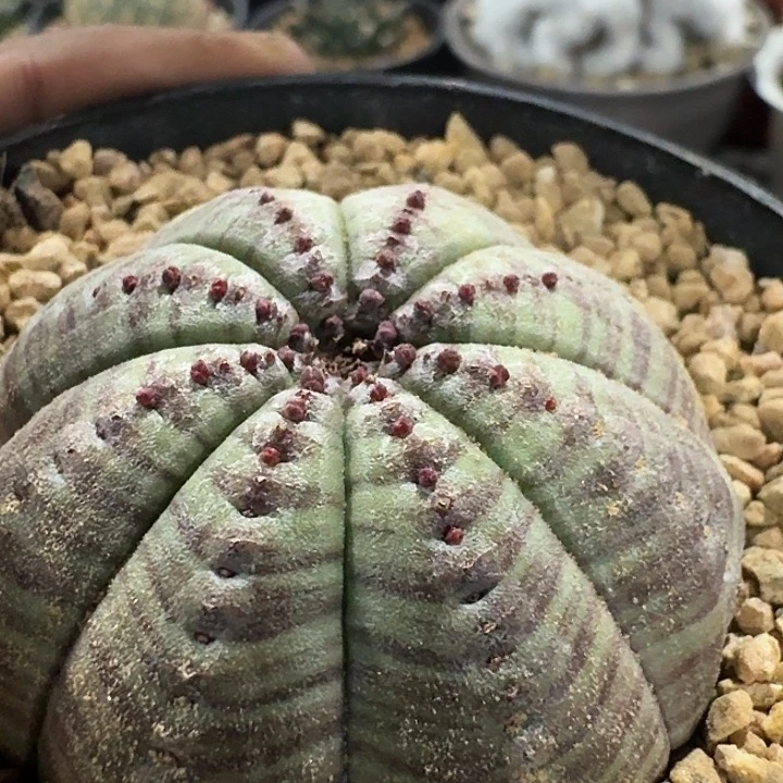 白肌神玉实生布纹球