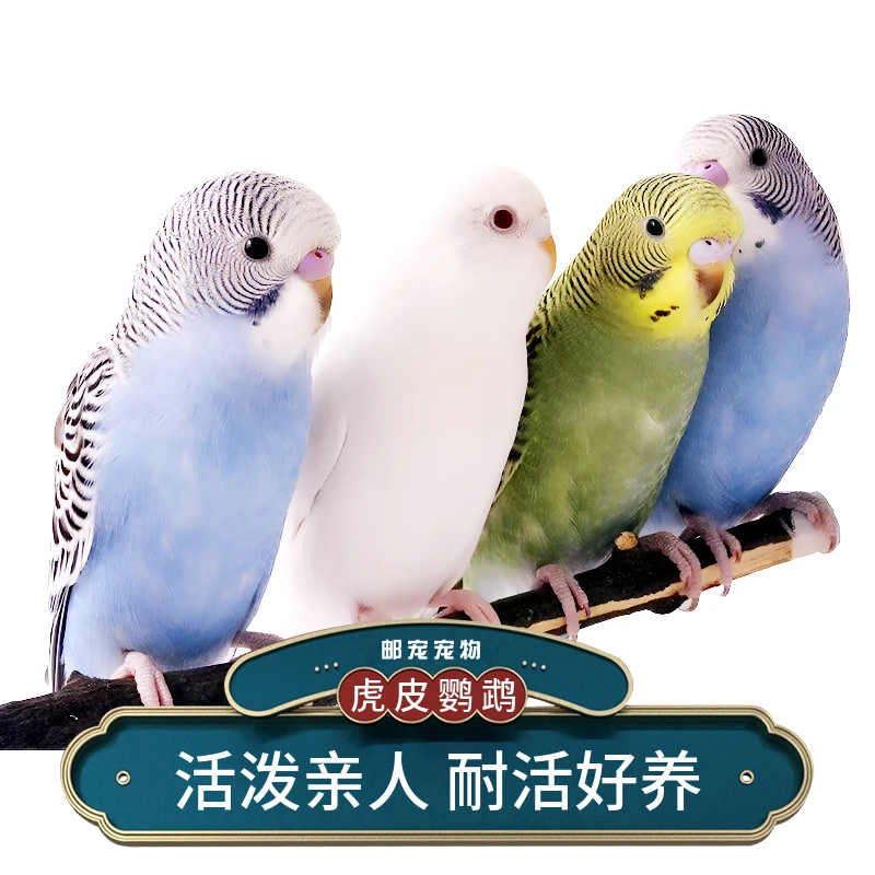虎皮鹦鹉宠物鸟观赏鸟会说话可繁殖小鸟活体