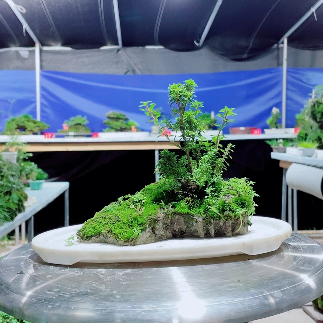 木***火无花朵我在等一天我要和她