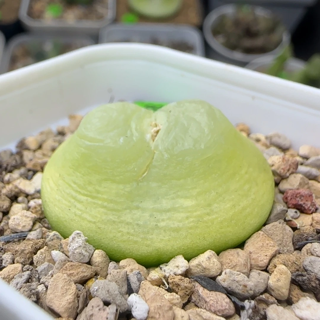 拉登2.9+福利多肉植物338